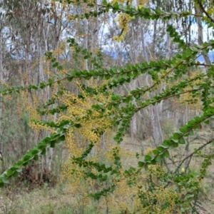 Acacia pravissima at Fadden, ACT - 15 Aug 2023 01:43 PM