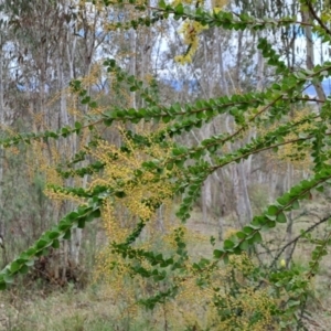 Acacia pravissima at Fadden, ACT - 15 Aug 2023