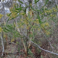 Acacia pravissima at Fadden, ACT - 15 Aug 2023 01:43 PM