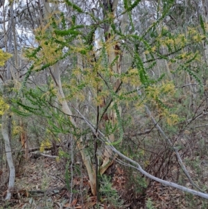 Acacia pravissima at Fadden, ACT - 15 Aug 2023