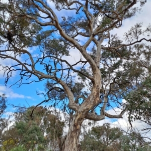 Eucalyptus polyanthemos at Wanniassa Hill - 15 Aug 2023 01:39 PM