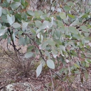 Eucalyptus polyanthemos at Wanniassa Hill - 15 Aug 2023