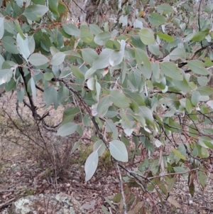 Eucalyptus polyanthemos at Wanniassa Hill - 15 Aug 2023 01:39 PM