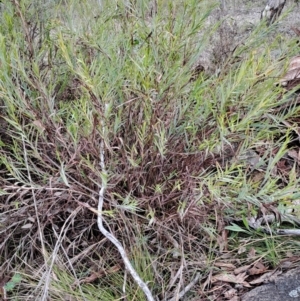 Stypandra glauca at Fadden, ACT - 15 Aug 2023