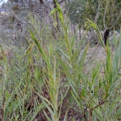 Stypandra glauca at Fadden, ACT - 15 Aug 2023