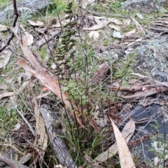 Cheilanthes sieberi subsp. sieberi (Narrow Rock Fern) at Fadden, ACT - 15 Aug 2023 by LPadg
