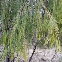 Exocarpos cupressiformis at Fadden, ACT - 15 Aug 2023