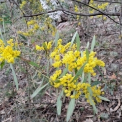 Acacia rubida (Red-stemmed Wattle, Red-leaved Wattle) at Wanniassa Hill - 15 Aug 2023 by LPadg