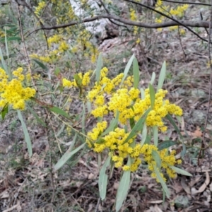 Acacia rubida at Macarthur, ACT - 15 Aug 2023 01:30 PM