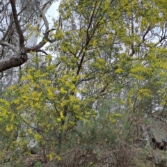 Acacia rubida at Macarthur, ACT - 15 Aug 2023 01:30 PM