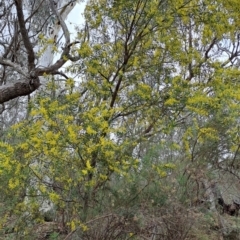 Acacia rubida at Macarthur, ACT - 15 Aug 2023