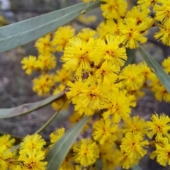 Acacia rubida at Macarthur, ACT - 15 Aug 2023 01:30 PM