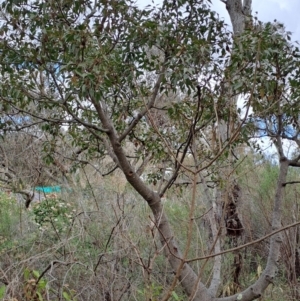 Brachychiton populneus at Macarthur, ACT - 15 Aug 2023