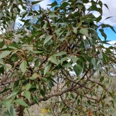 Brachychiton populneus at Macarthur, ACT - 15 Aug 2023 01:17 PM