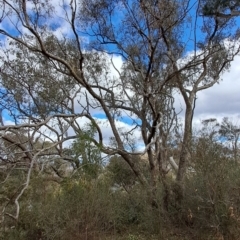Eucalyptus nortonii (Mealy Bundy) at Wanniassa Hill - 15 Aug 2023 by LPadg