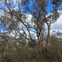 Eucalyptus nortonii (Mealy Bundy) at Fadden, ACT - 15 Aug 2023 by LPadg