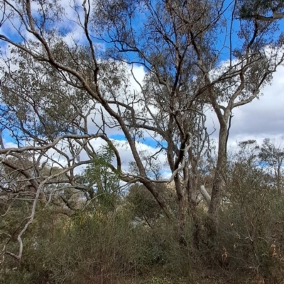 Eucalyptus nortonii (Large-flowered Bundy) at Wanniassa Hill - 15 Aug 2023 by LPadg