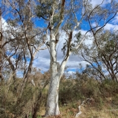 Eucalyptus rossii (Inland Scribbly Gum) at Macarthur, ACT - 15 Aug 2023 by LPadg