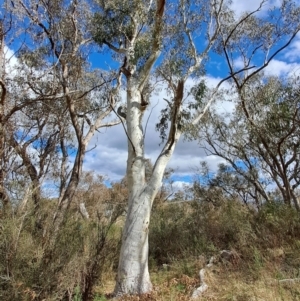 Eucalyptus rossii at Macarthur, ACT - 15 Aug 2023
