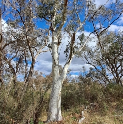 Eucalyptus rossii (Inland Scribbly Gum) at Macarthur, ACT - 15 Aug 2023 by LPadg