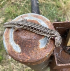 Ctenotus robustus (Robust Striped-skink) at Molonglo River Reserve - 15 Aug 2023 by Steve_Bok