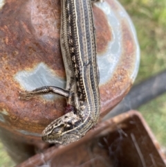 Ctenotus robustus at Coombs, ACT - 15 Aug 2023 01:44 PM