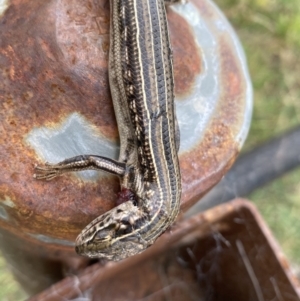 Ctenotus robustus at Coombs, ACT - 15 Aug 2023 01:44 PM