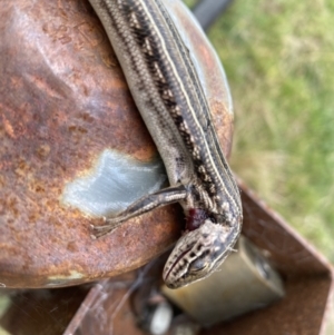 Ctenotus robustus at Coombs, ACT - 15 Aug 2023