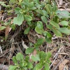 Coprosma hirtella (Currant Bush) at Rendezvous Creek, ACT - 12 Aug 2023 by KMcCue