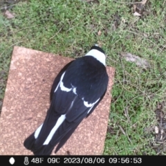 Gymnorhina tibicen (Australian Magpie) at Australian National University - 5 Aug 2023 by Rachel1111111