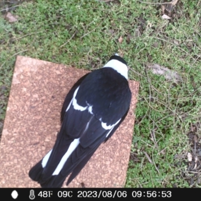 Gymnorhina tibicen (Australian Magpie) at Acton, ACT - 6 Aug 2023 by Rachel1111111