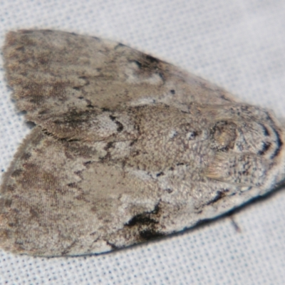 Barasa cymatistis (Nolinae) at Sheldon, QLD - 22 Jun 2007 by PJH123