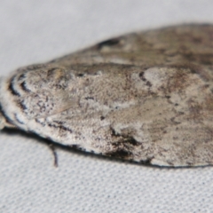 Barasa cymatistis at Sheldon, QLD - suppressed