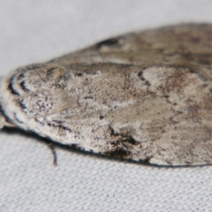 Barasa cymatistis at Sheldon, QLD - suppressed