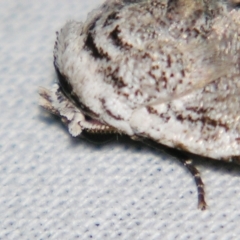 Barasa cymatistis at Sheldon, QLD - suppressed