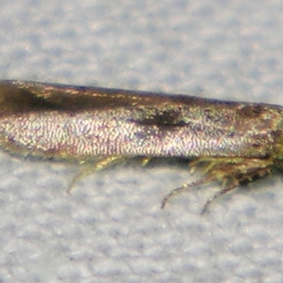 Unidentified Curved-horn moth (all Gelechioidea except Oecophoridae) at Sheldon, QLD - 22 Jun 2007 by PJH123