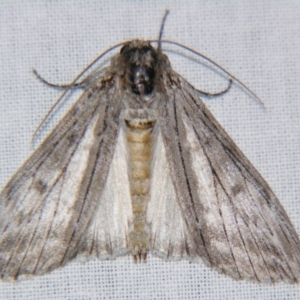 Capusa (genus) at Sheldon, QLD - 22 Jun 2007