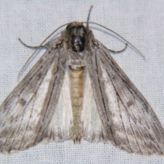 Capusa (genus) (Wedge moth) at Sheldon, QLD - 22 Jun 2007 by PJH123