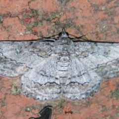 Cleora displicata (A Cleora Bark Moth) at Sheldon, QLD - 22 Jun 2007 by PJH123