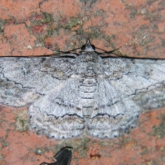 Cleora displicata (A Cleora Bark Moth (Boarmiini) at Sheldon, QLD - 22 Jun 2007 by PJH123