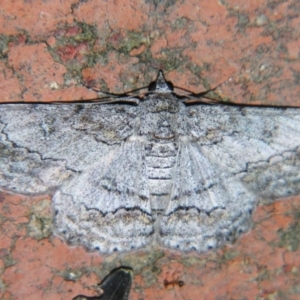 Cleora displicata at Sheldon, QLD - suppressed