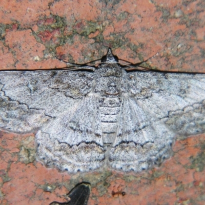 Cleora displicata (A Cleora Bark Moth (Boarmiini) at Sheldon, QLD - 22 Jun 2007 by PJH123