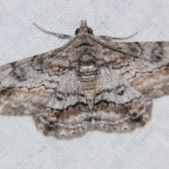 Cleora displicata (A Cleora Bark Moth (Boarmiini) at Sheldon, QLD - 22 Jun 2007 by PJH123