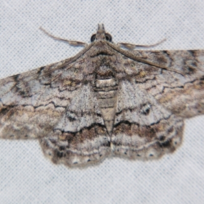Cleora displicata (A Cleora Bark Moth (Boarmiini) at Sheldon, QLD - 22 Jun 2007 by PJH123