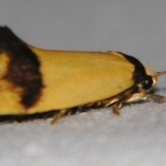 Coesyra (genus) (A Concealer moth (Chezala group)) at Sheldon, QLD - 22 Jun 2007 by PJH123