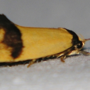 Coesyra (genus) at suppressed - 22 Jun 2007