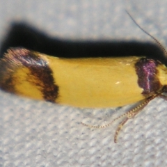 Coesyra (genus) at suppressed - 22 Jun 2007