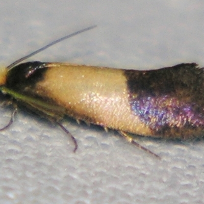 Edosa purella (Tineid Moth) at Sheldon, QLD - 22 Jun 2007 by PJH123
