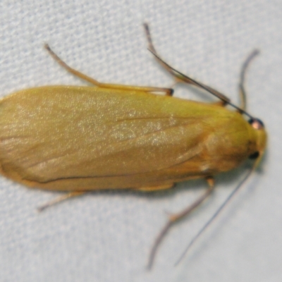 Eilema plana (Little White Lichen Moth) at Sheldon, QLD - 22 Jun 2007 by PJH123