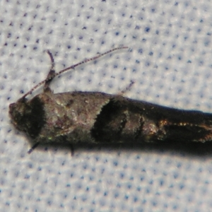 Eupselia holoxantha at Sheldon, QLD - suppressed